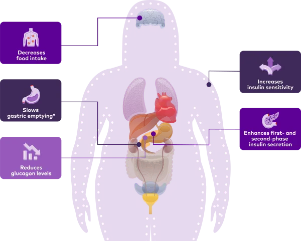 Figure depicting mechanism of action of Mounjaro: decreased food intake, delayed gastric emptying, reduced glucagon levels, increased insulin sensitivity, enhanced first- and second-phase insulin secretion.